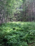 остатки хутора Leppanen