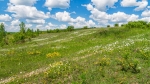 Пейзаж в районе тайника, ветреница и зверобой цветут