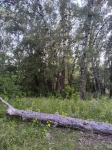Без подписи