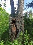 Без подписи