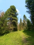 Базойский кедровник
