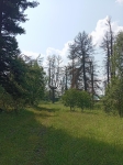 Погибший лес