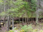 Дорога