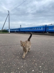 Без подписи
