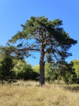 Первая сосна