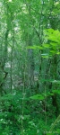 Вид с тропинки на тайник