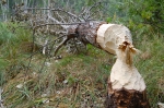 Без подписи