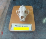 Без подписи